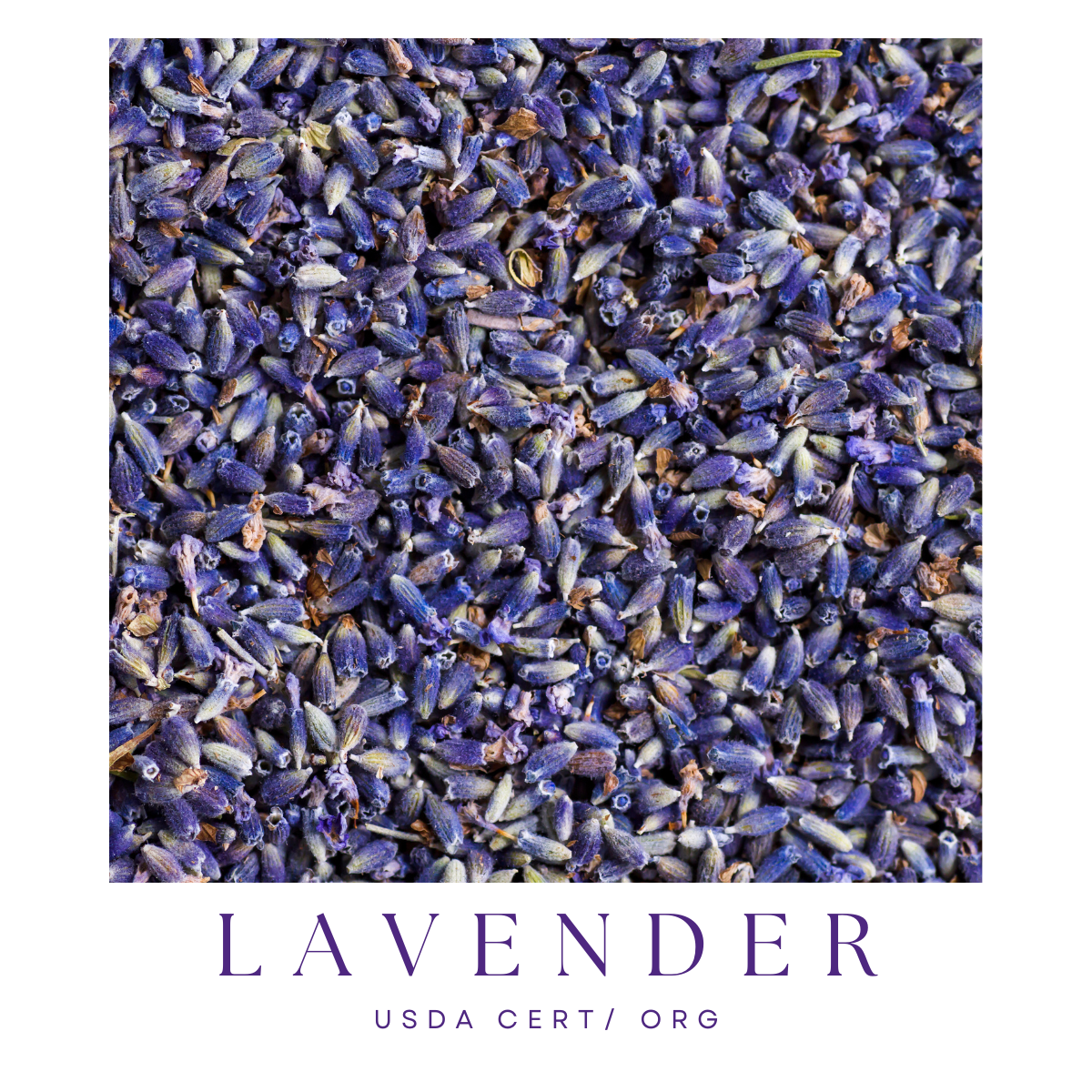 Lavender