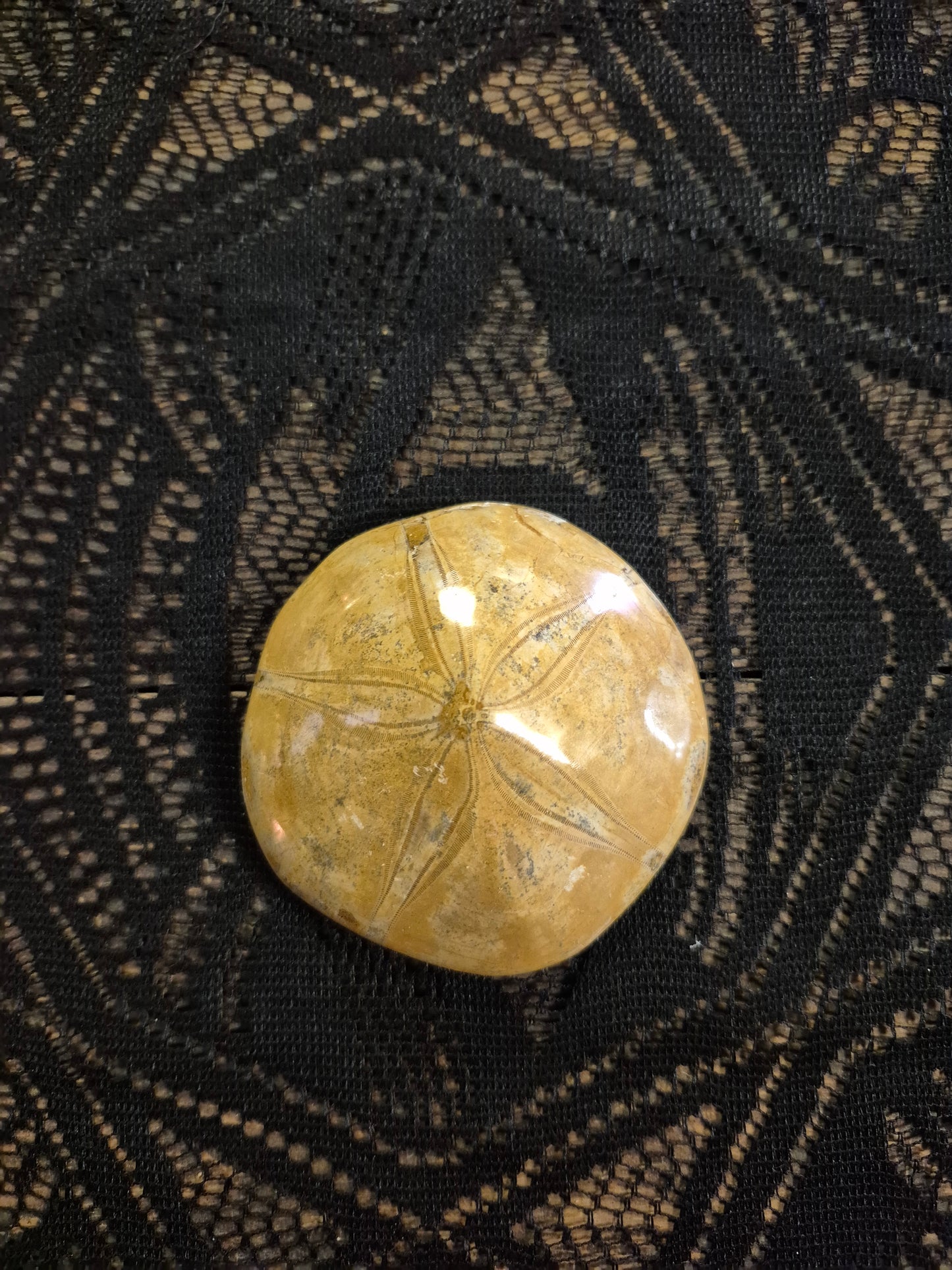 Large Sand Dollar Fossil