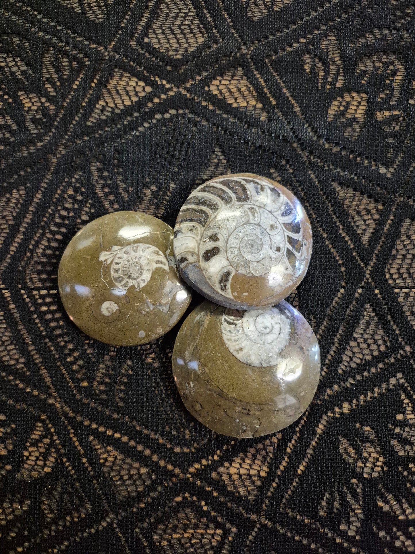 Large Ammonites