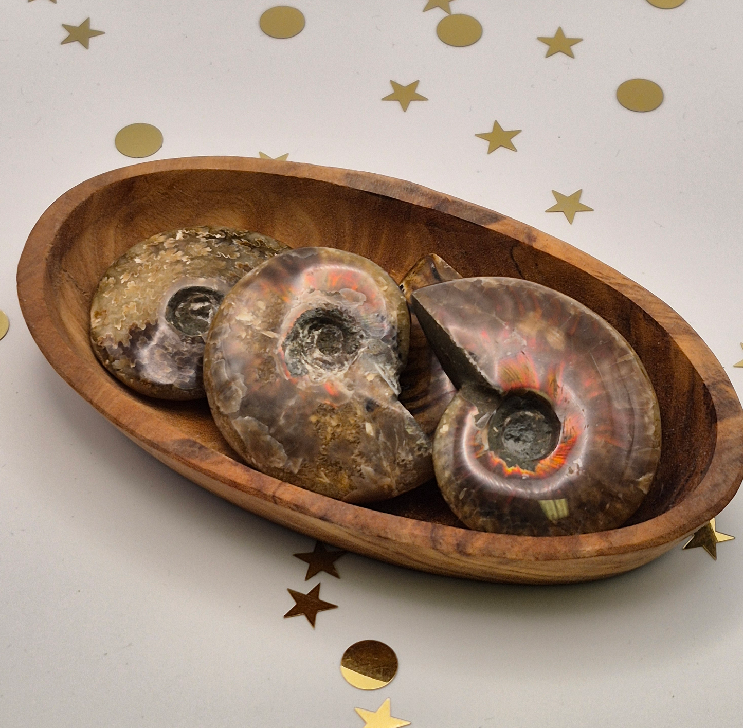 Medium Flashy Ammonites