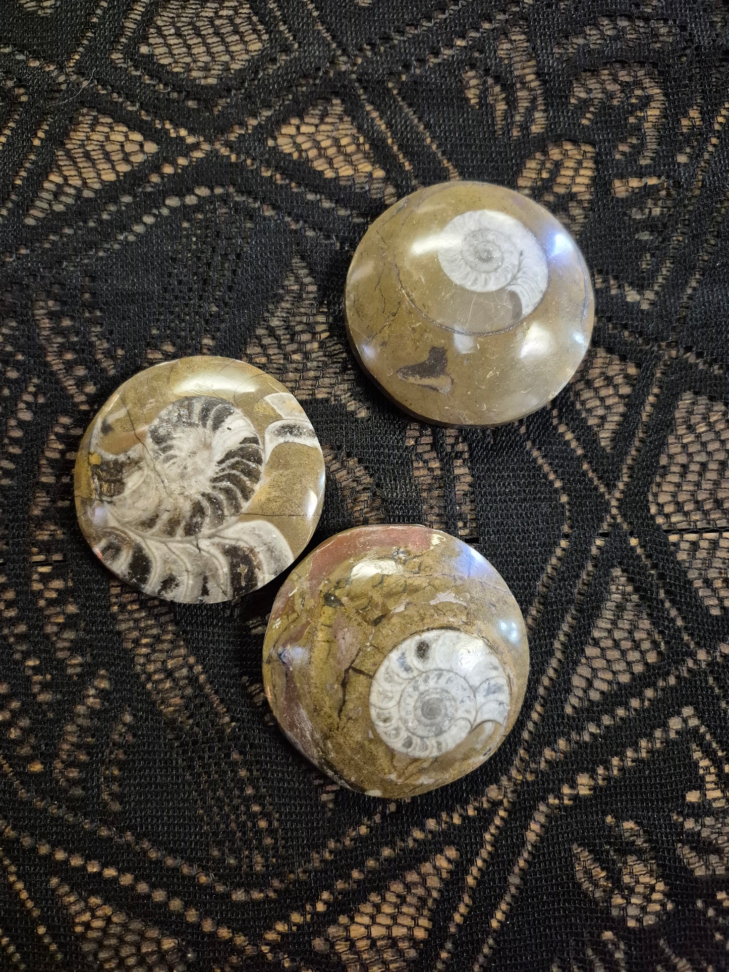 Medium Ammonites