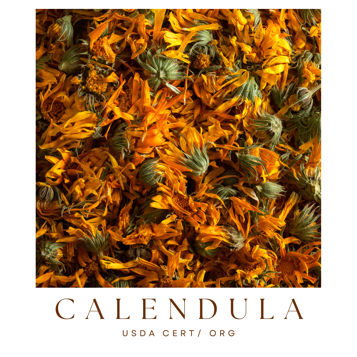 Calendula