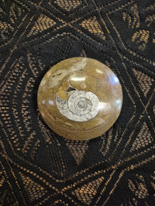 Extra Extra Large Ammonites