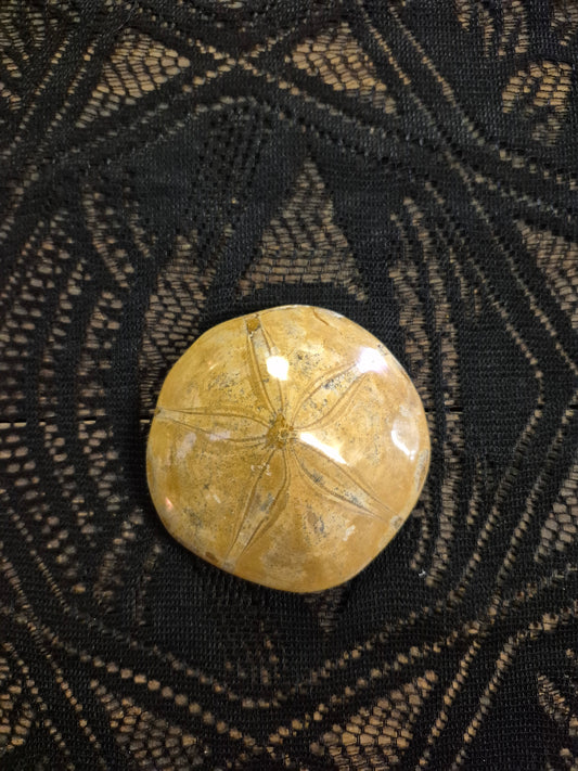Large Sand Dollar Fossil