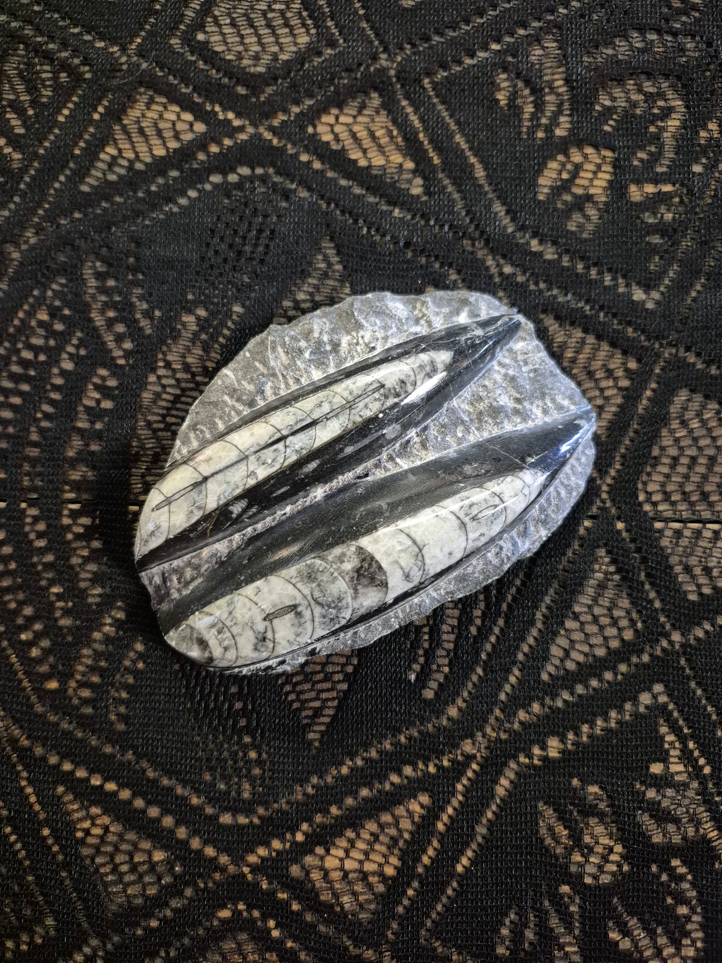 Orthoceras Fossil