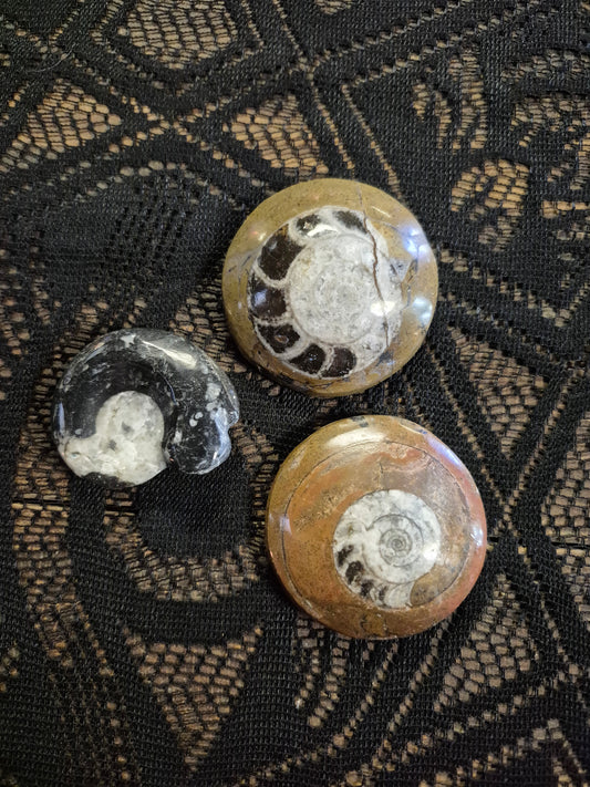 Small Ammonites