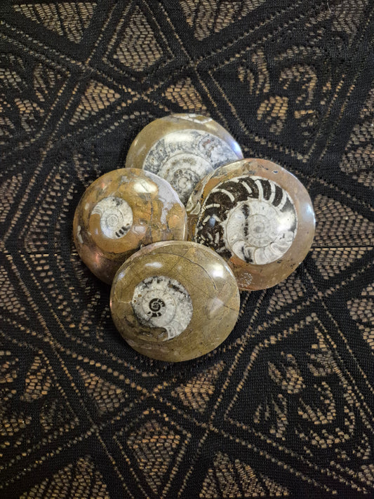 Extra Large Ammonites