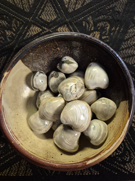 Clam Fossils