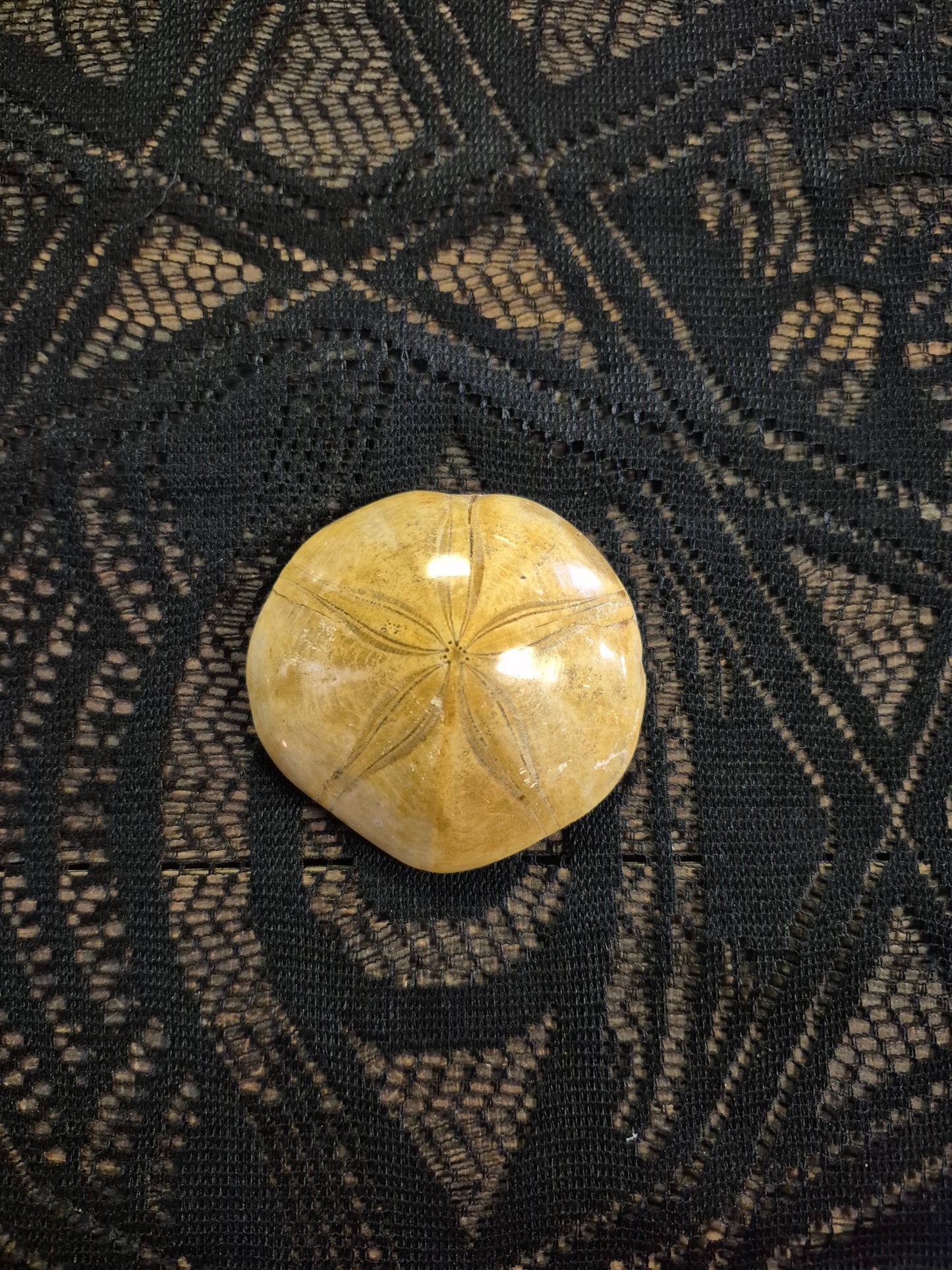 Small Sand Dollar Fossil