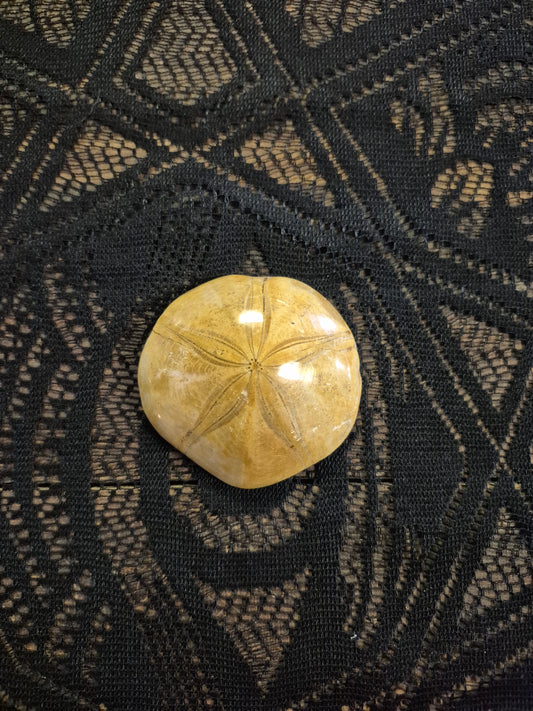 Small Sand Dollar Fossil