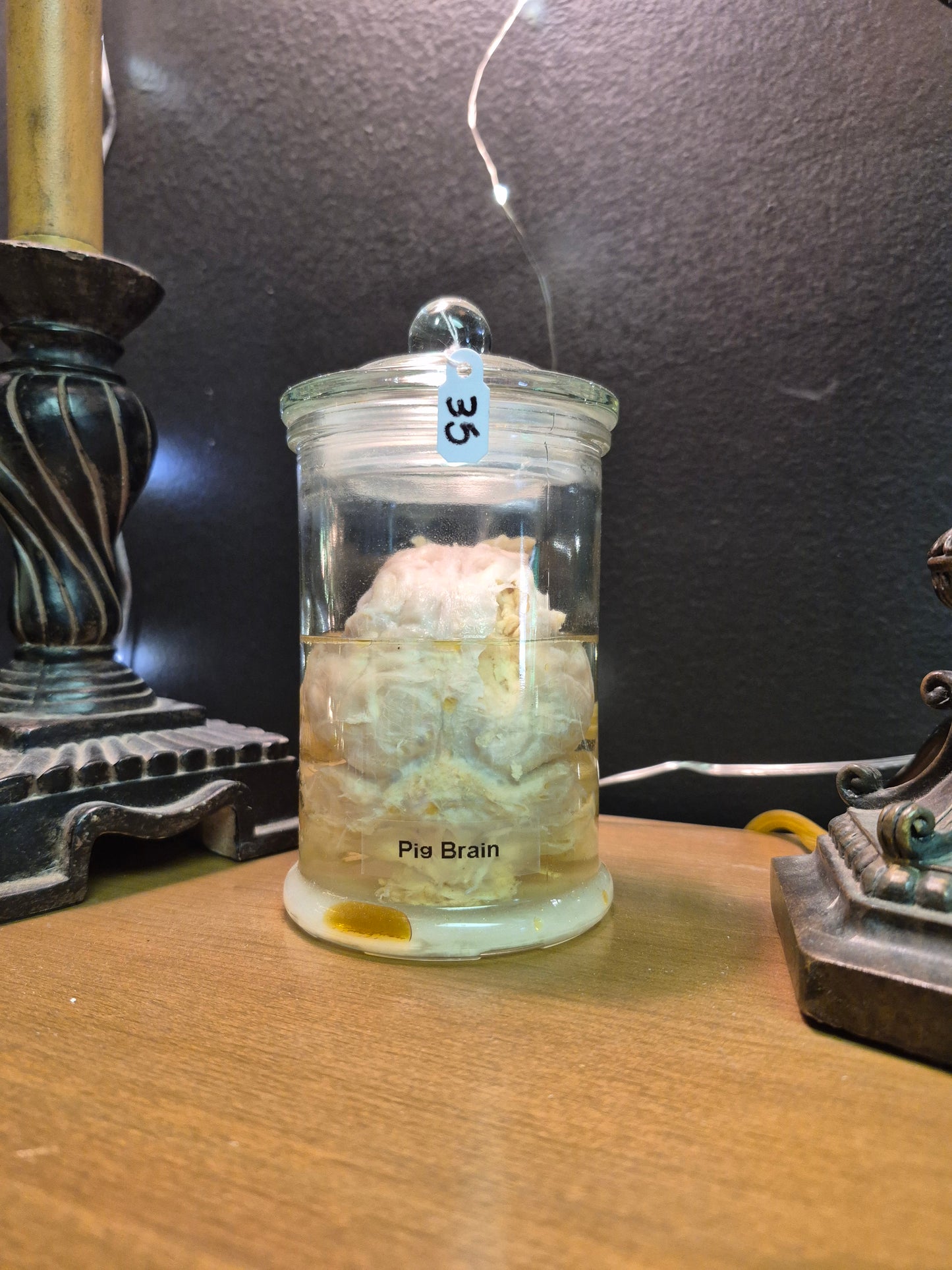 Pig Brain